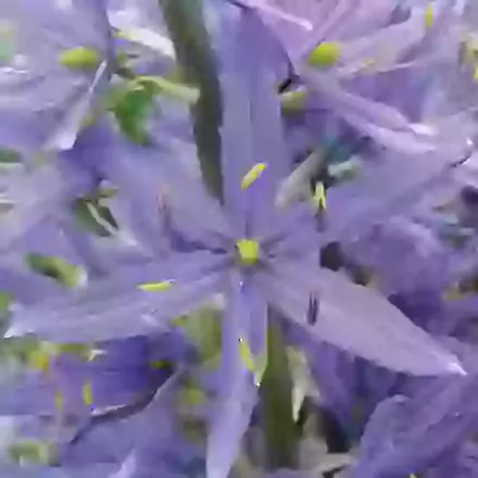 Cusickii